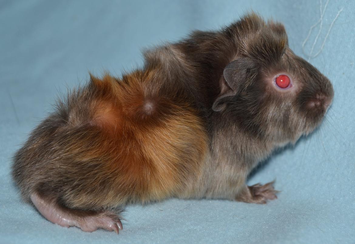 Marsvin Rakkaus Hefaistos billede 2