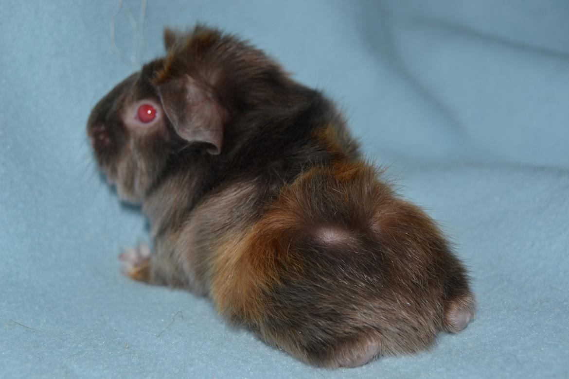 Marsvin Rakkaus Hefaistos billede 3