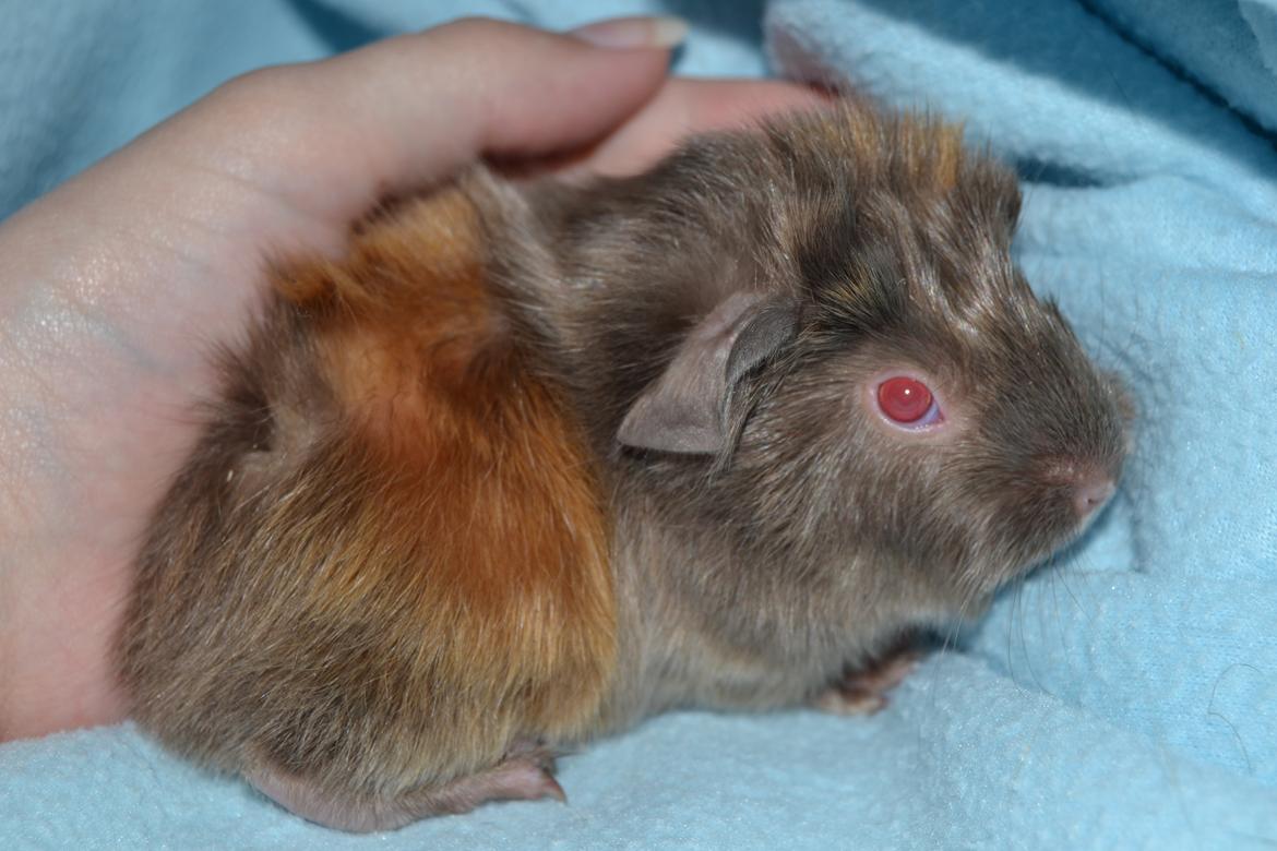 Marsvin Rakkaus Hefaistos billede 4