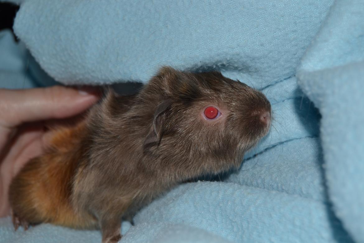 Marsvin Rakkaus Hefaistos billede 5