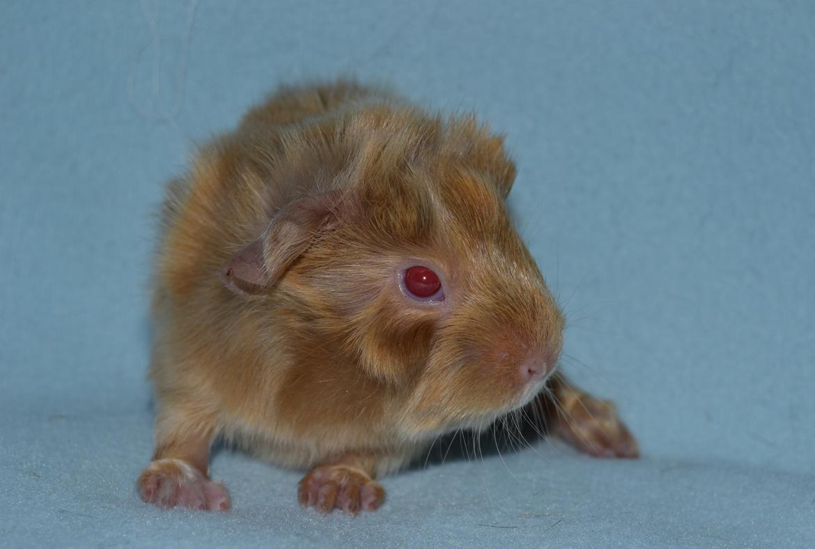 Marsvin Rakkaus Ares billede 2