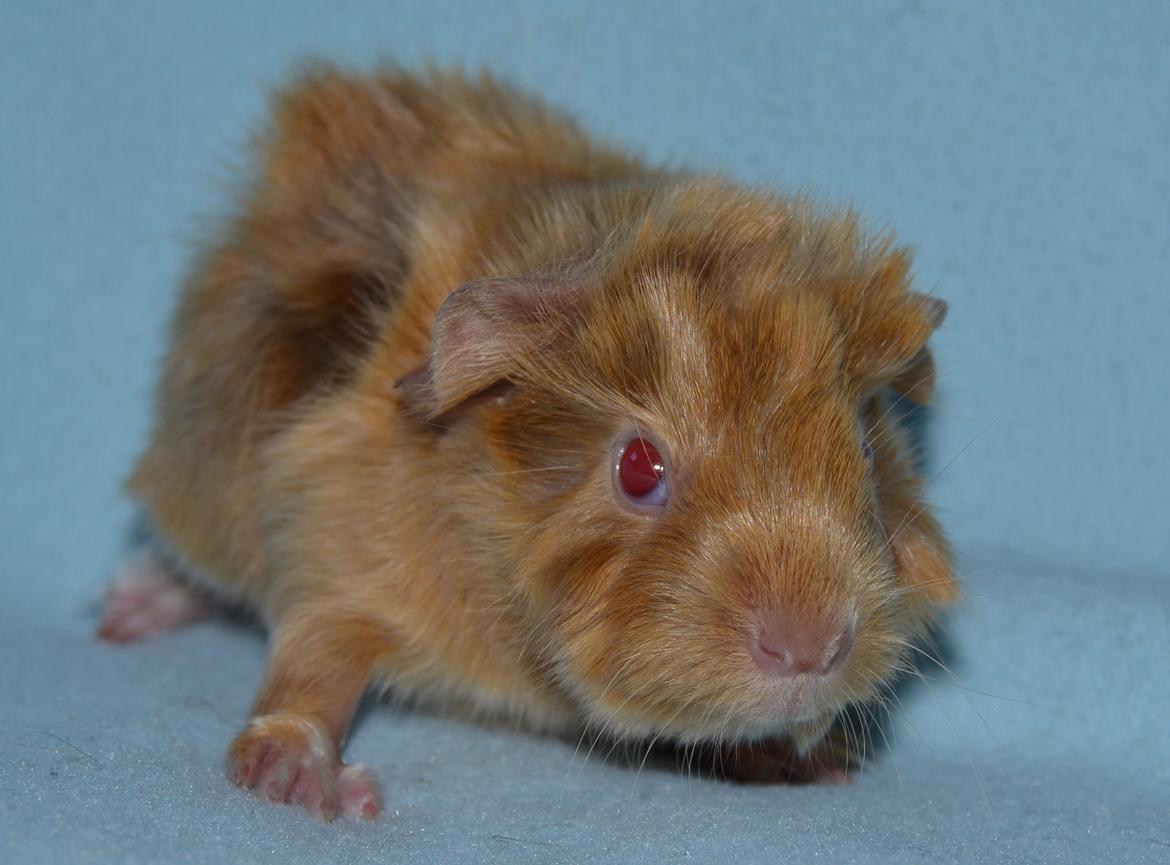 Marsvin Rakkaus Ares billede 1