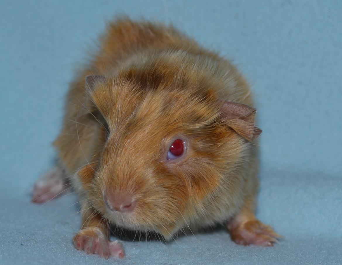 Marsvin Rakkaus Ares billede 3