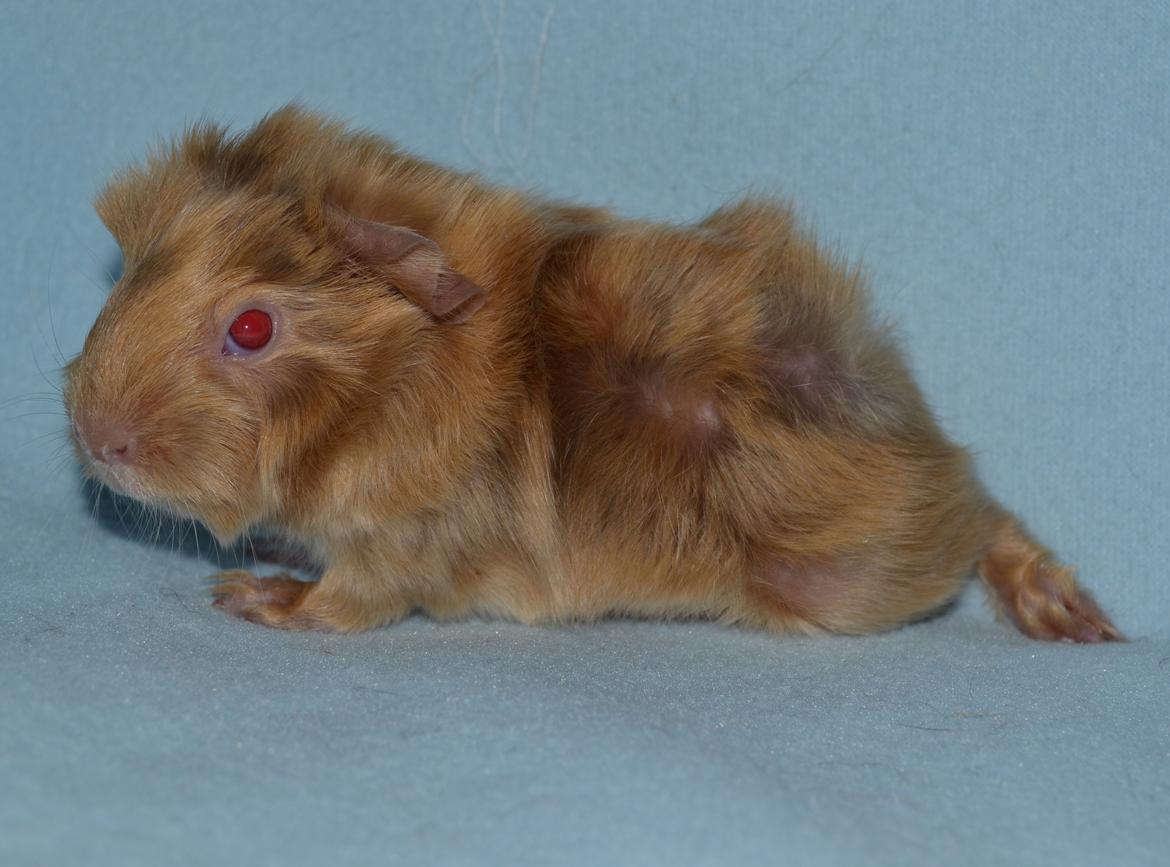 Marsvin Rakkaus Ares billede 4