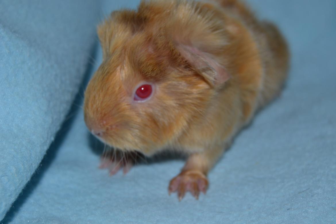 Marsvin Rakkaus Ares billede 5