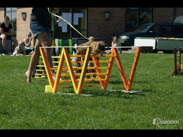 Kanin Tom K. billede 18