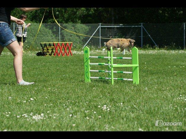 Kanin Tom K. billede 19