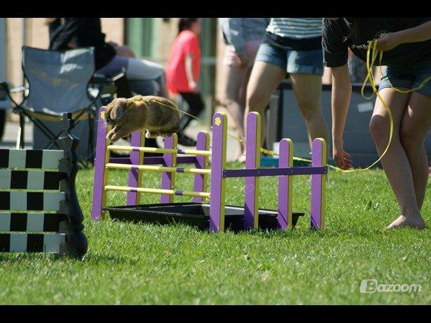 Kanin Tom K. billede 20