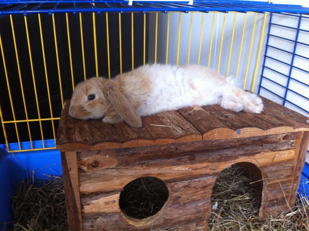 Kanin Albert billede 6