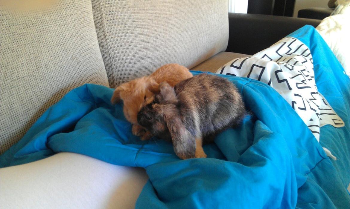 Kanin Albert billede 7