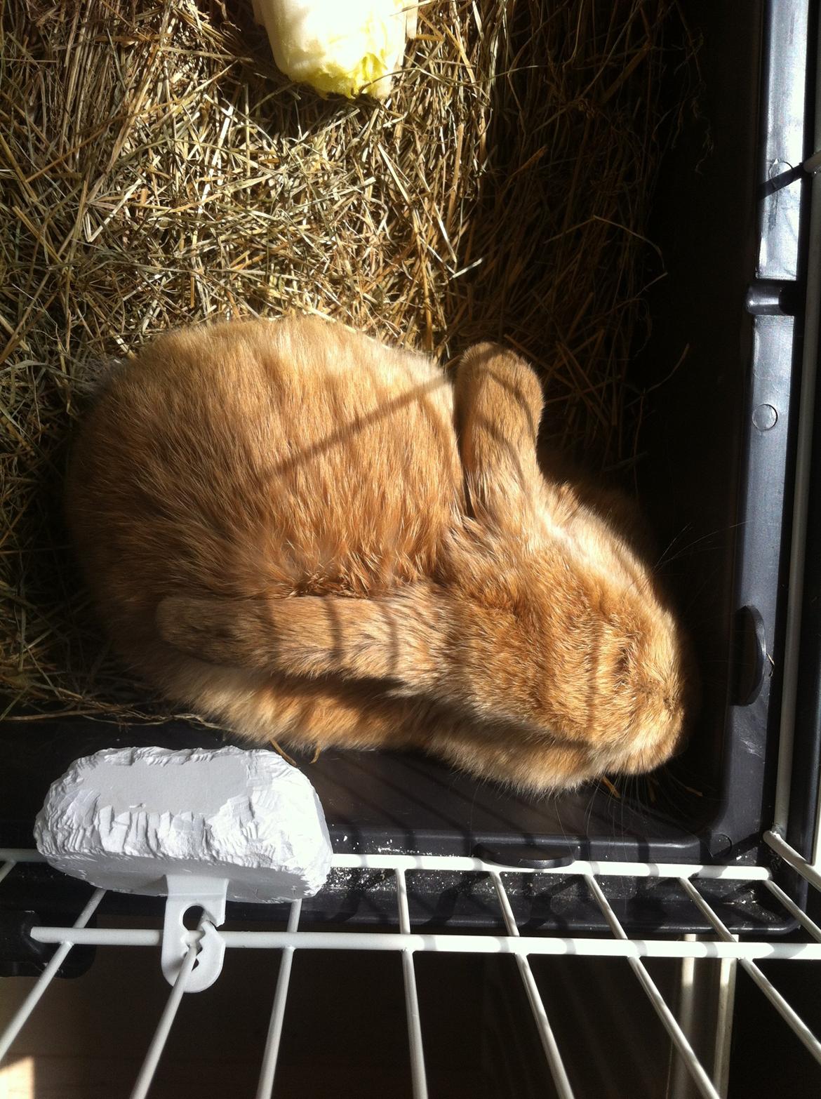 Kanin Albert billede 9