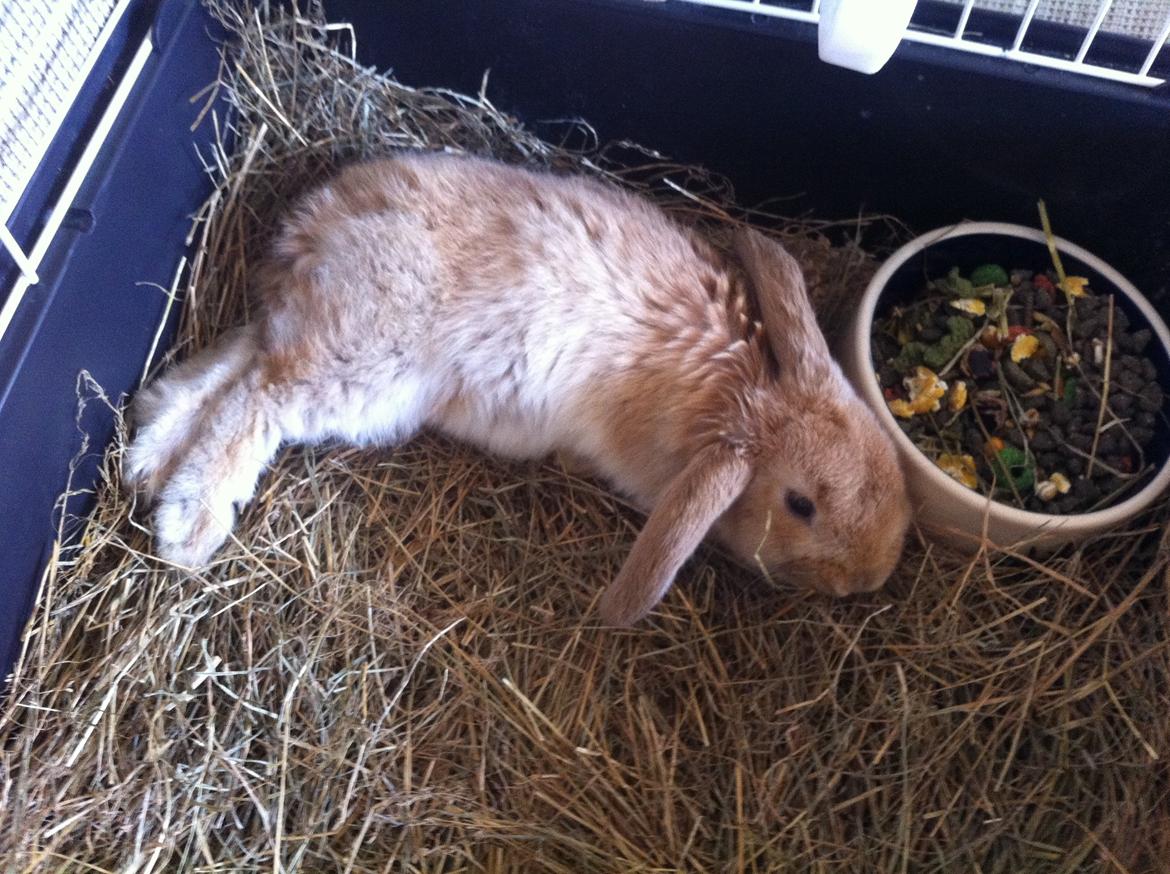 Kanin Albert billede 10