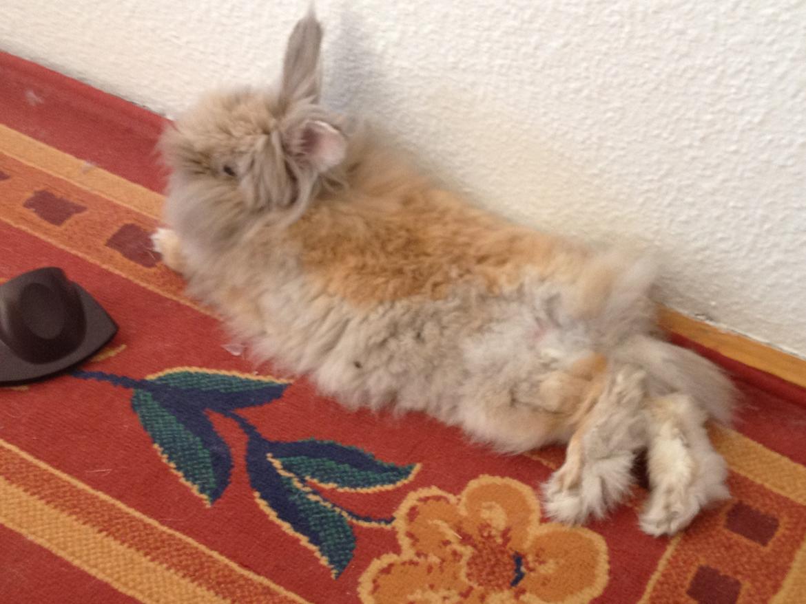 Kanin Pjuske R.I.P 3/6-2019 billede 18