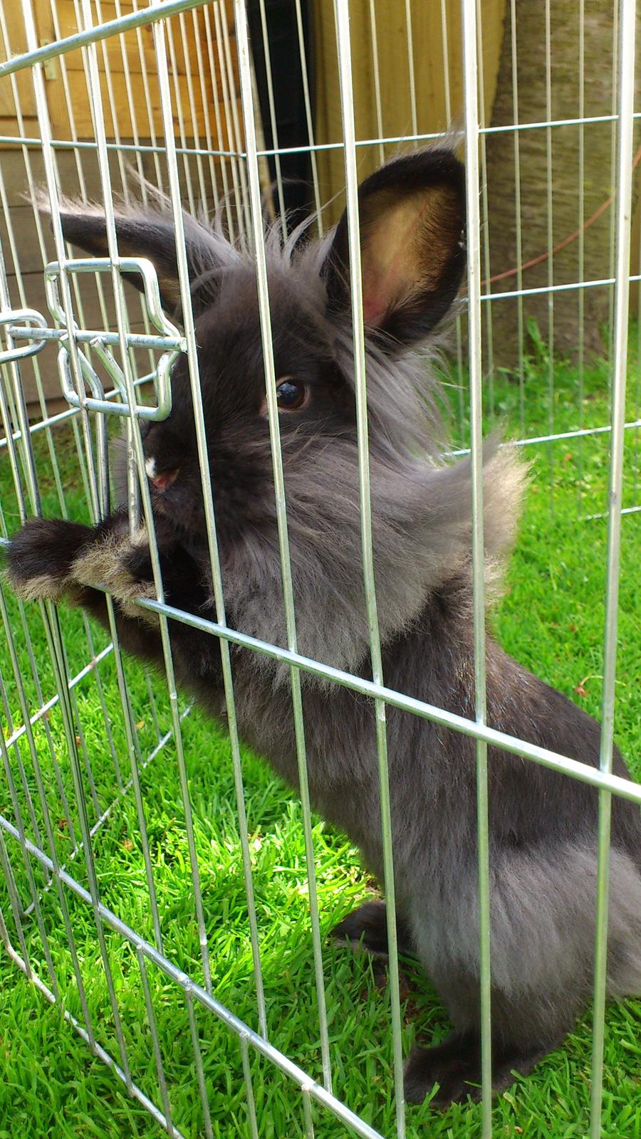 Kanin Black Beauty solgt til en veninde  billede 7