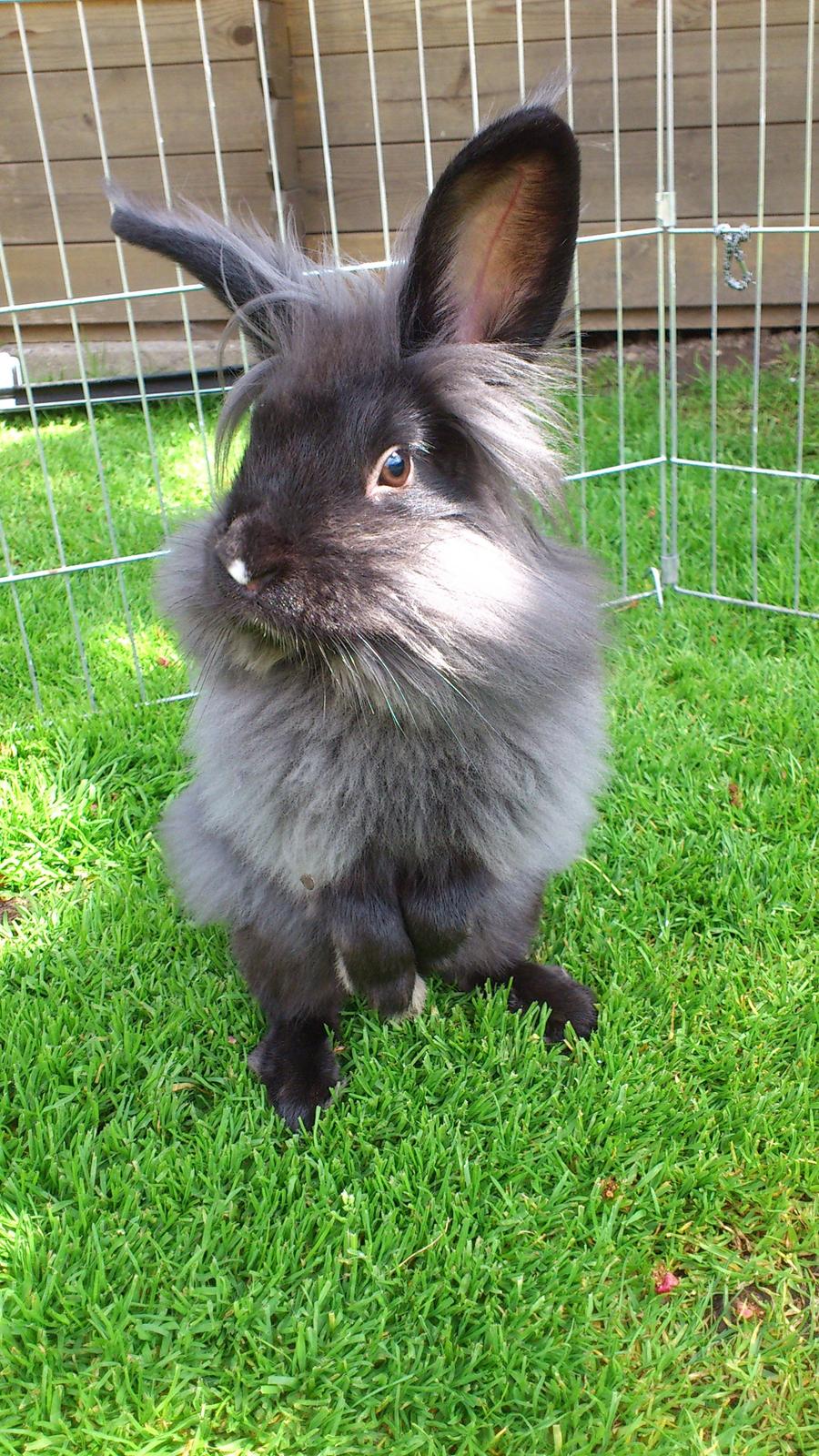 Kanin Black Beauty solgt til en veninde  billede 8