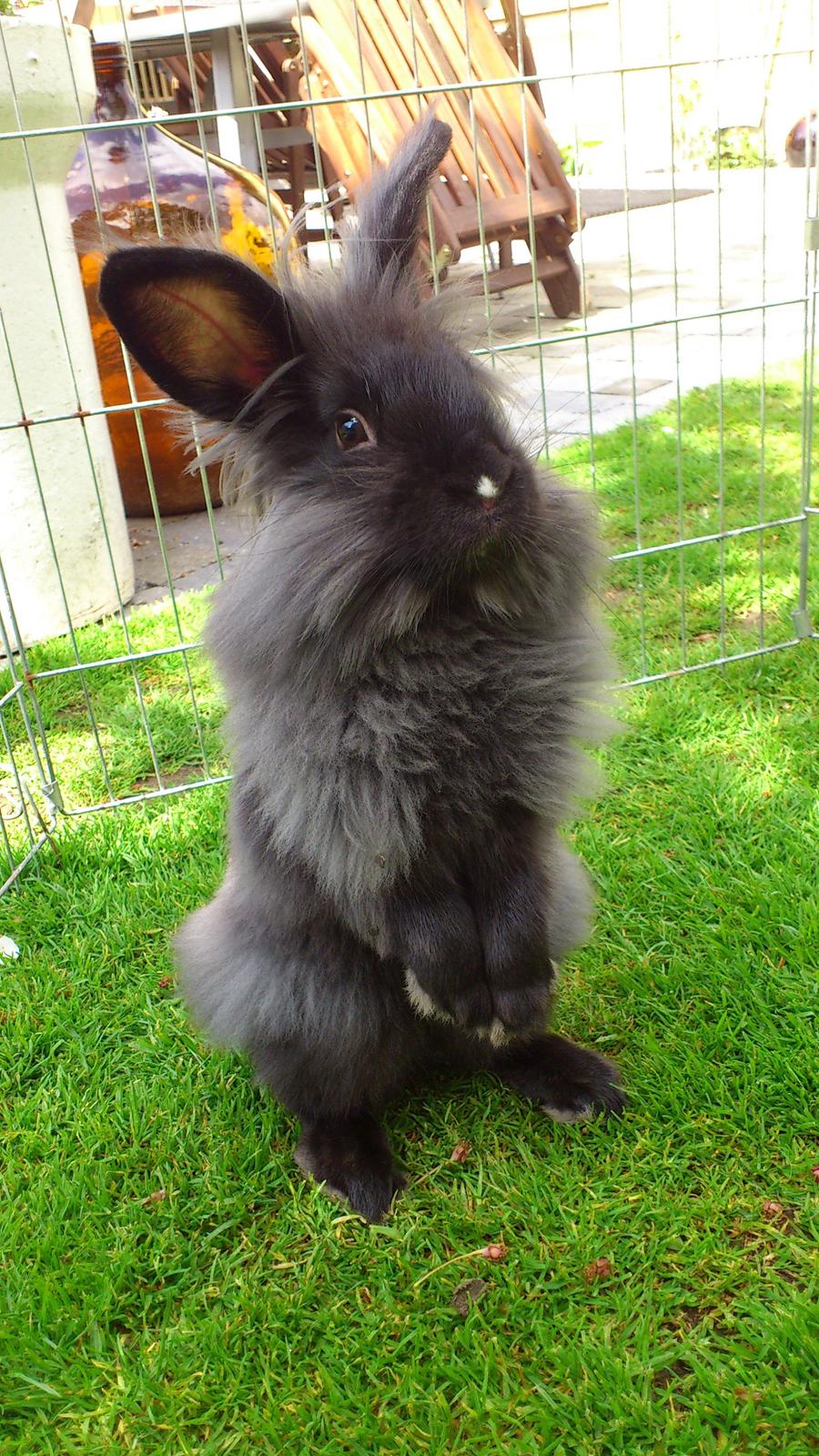 Kanin Black Beauty solgt til en veninde  billede 9