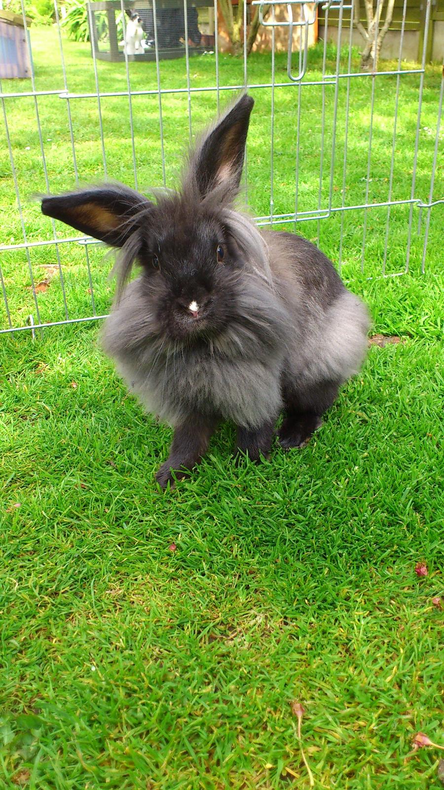 Kanin Black Beauty solgt til en veninde  billede 10