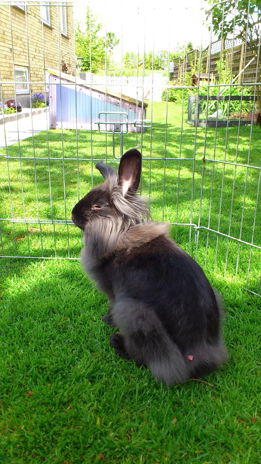 Kanin Black Beauty solgt til en veninde  billede 11