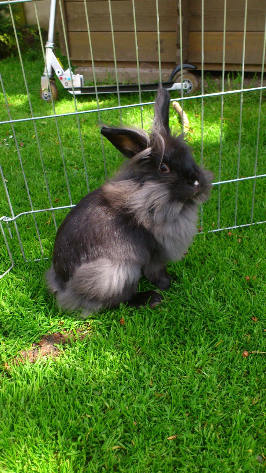 Kanin Black Beauty solgt til en veninde  billede 12