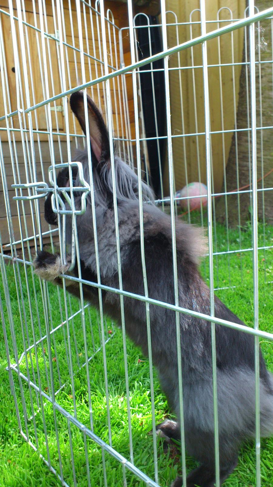 Kanin Black Beauty solgt til en veninde  billede 13