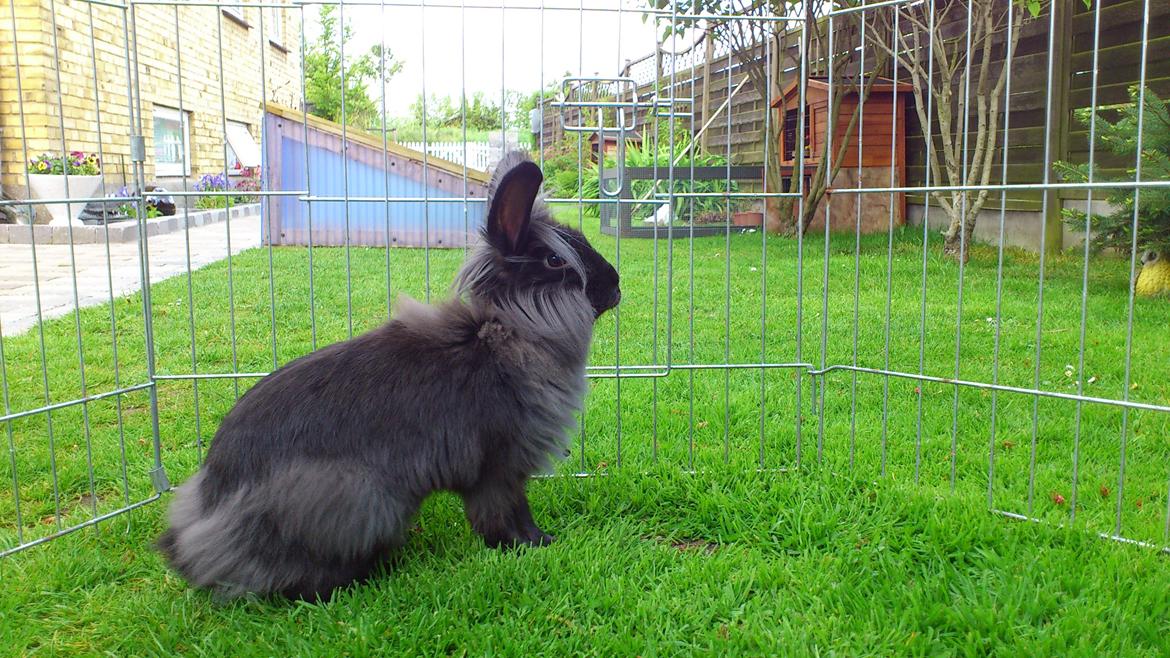 Kanin Black Beauty solgt til en veninde  billede 14