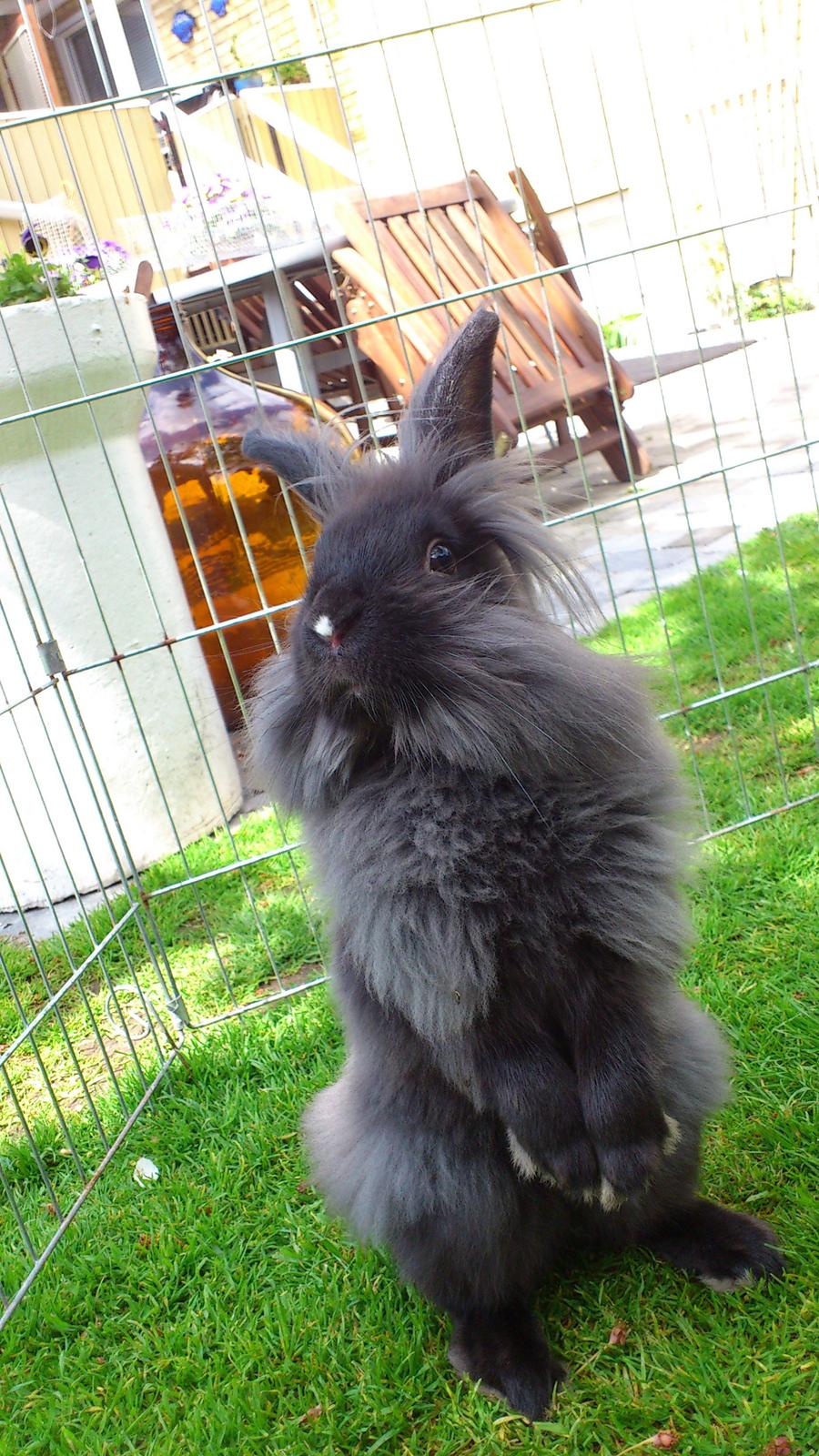 Kanin Black Beauty solgt til en veninde  billede 15