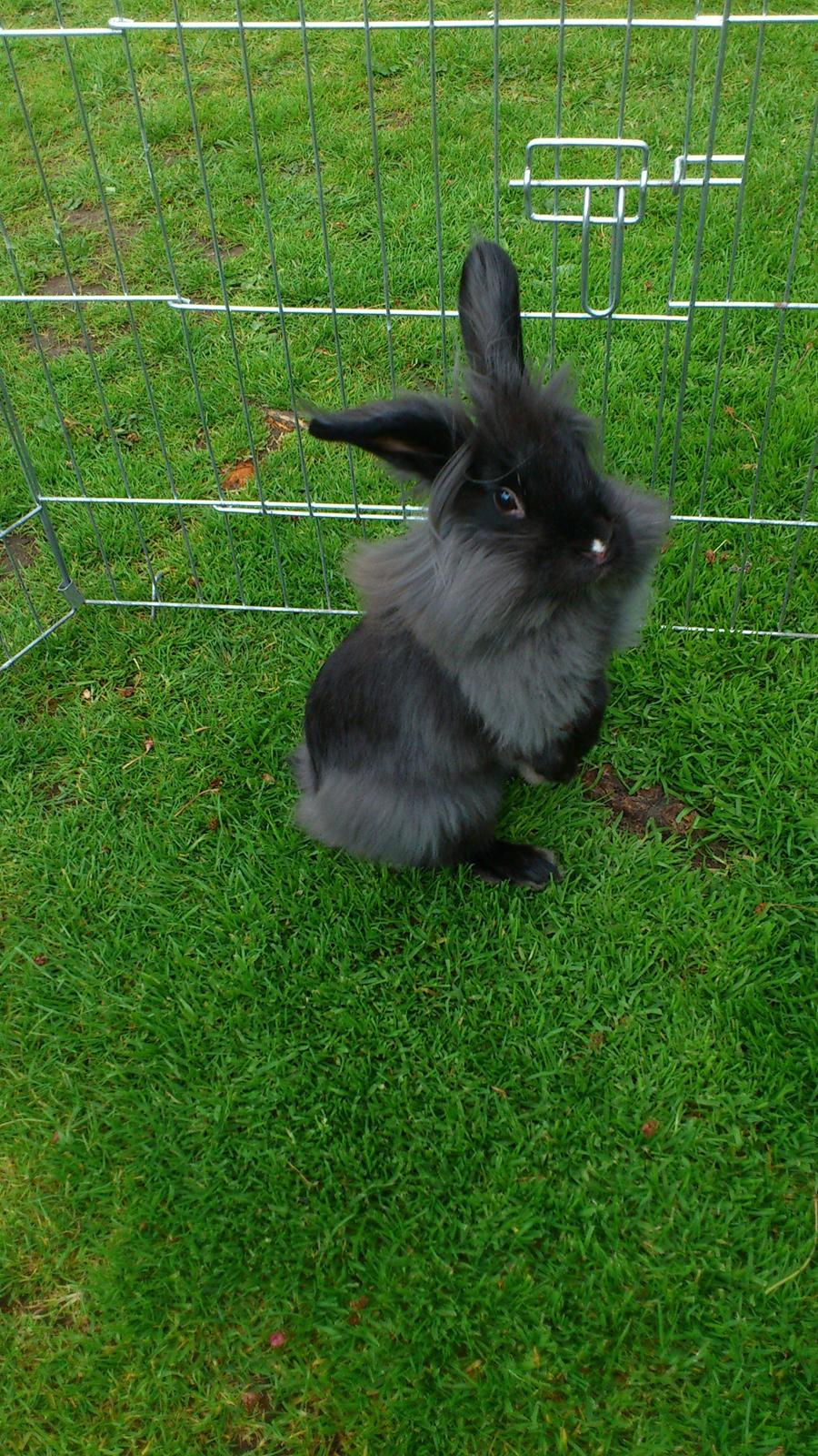 Kanin Black Beauty solgt til en veninde  billede 16