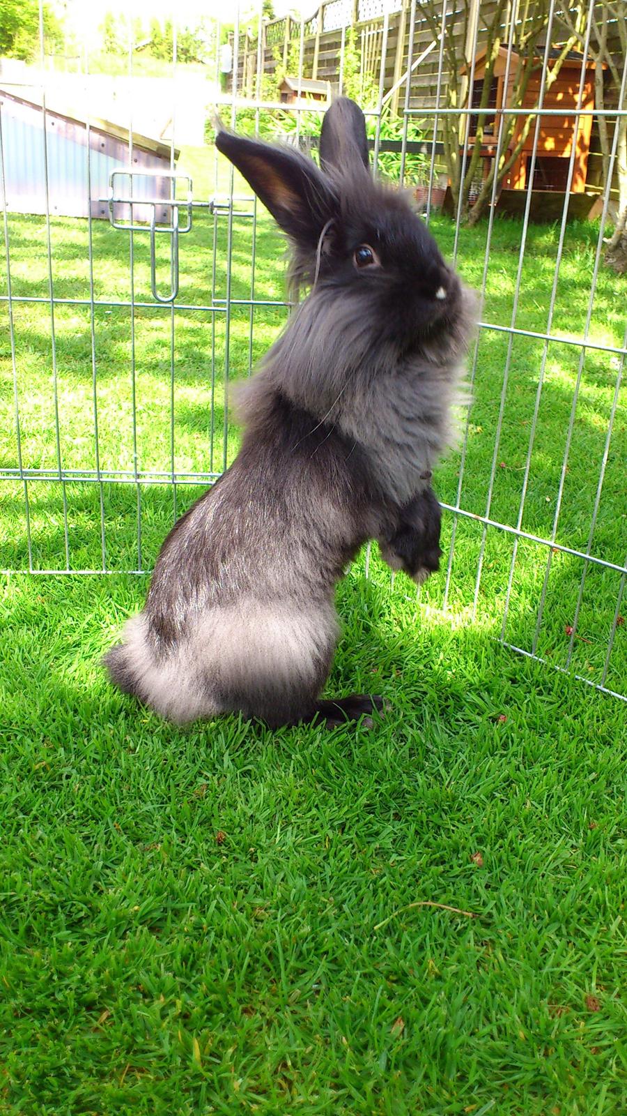 Kanin Black Beauty solgt til en veninde  billede 17