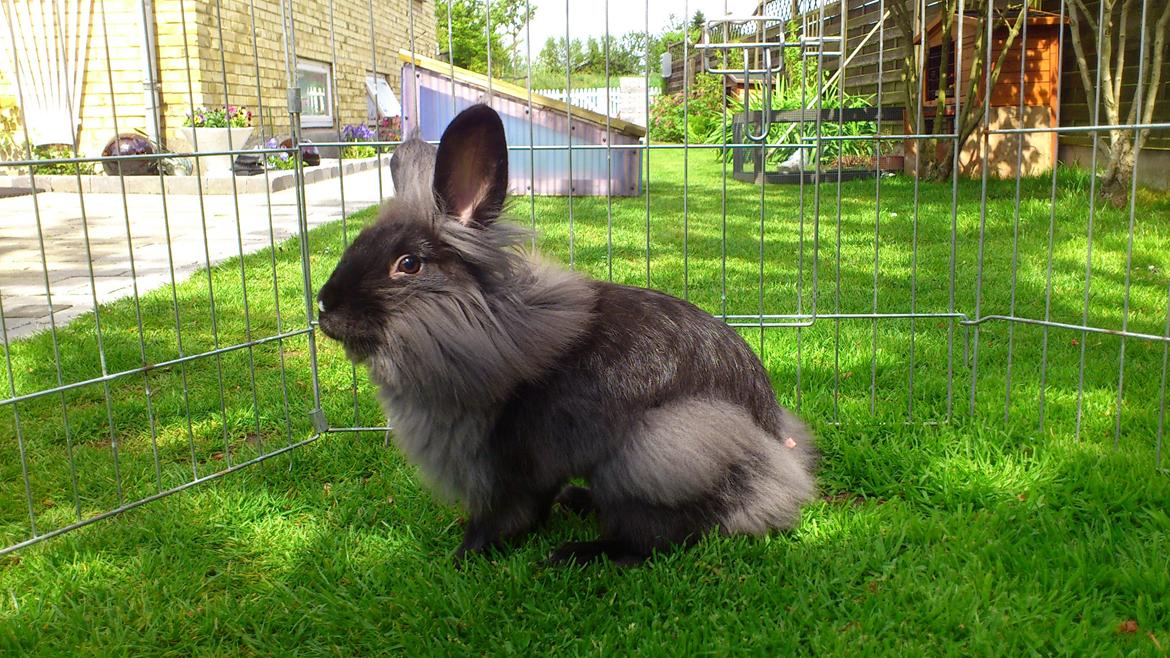 Kanin Black Beauty solgt til en veninde  billede 18