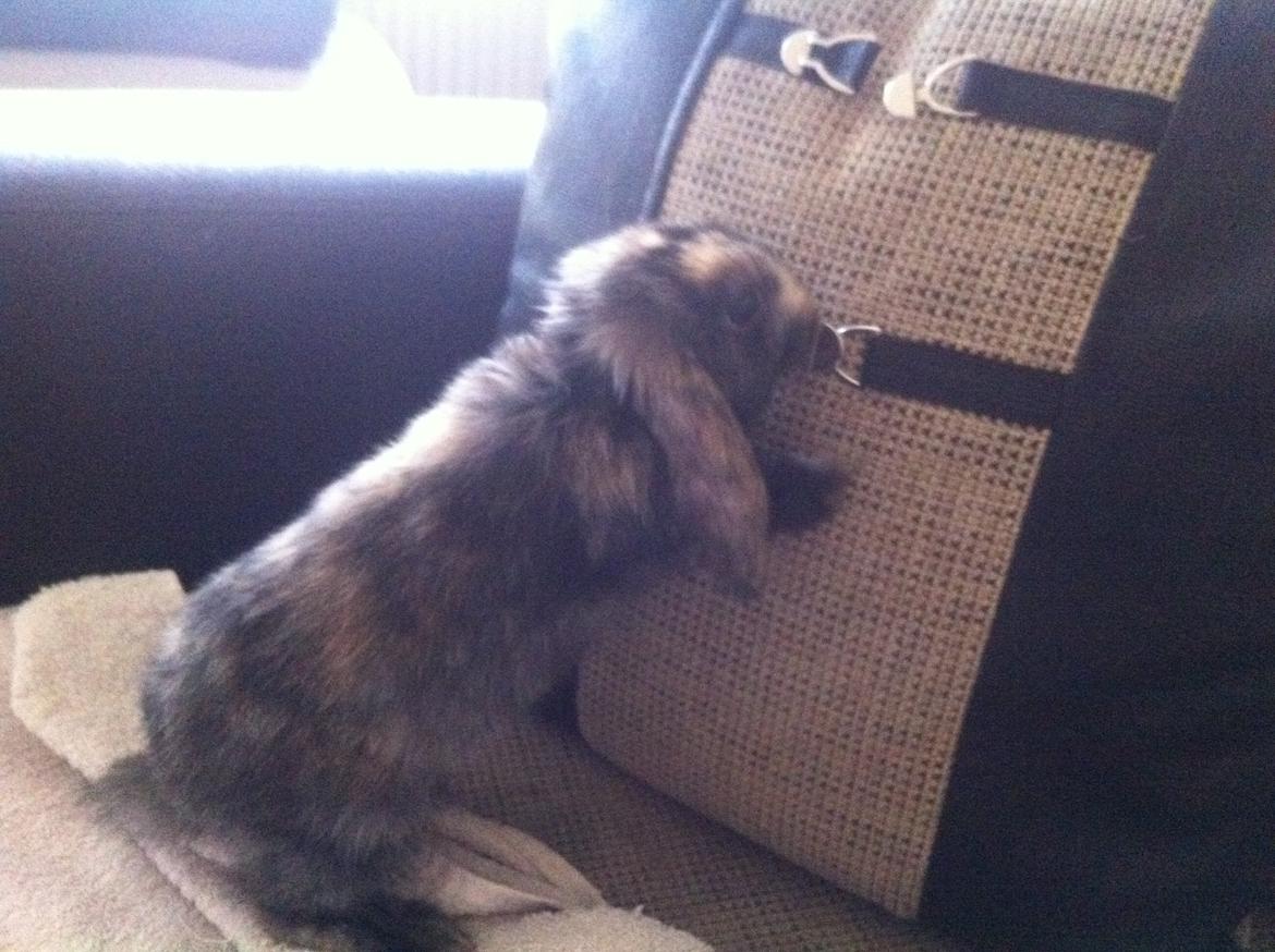 Kanin Musse billede 3