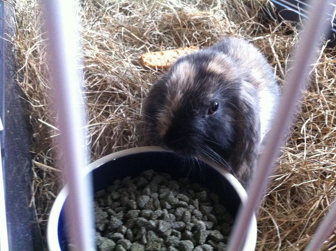 Kanin Musse billede 4