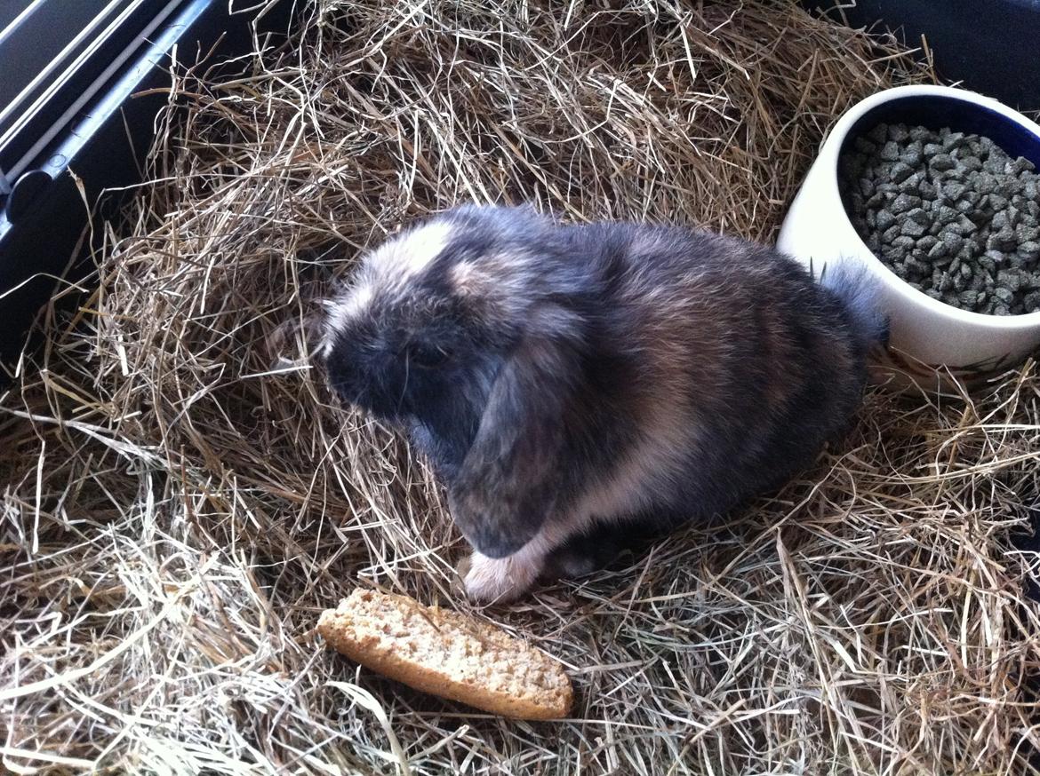 Kanin Musse billede 6