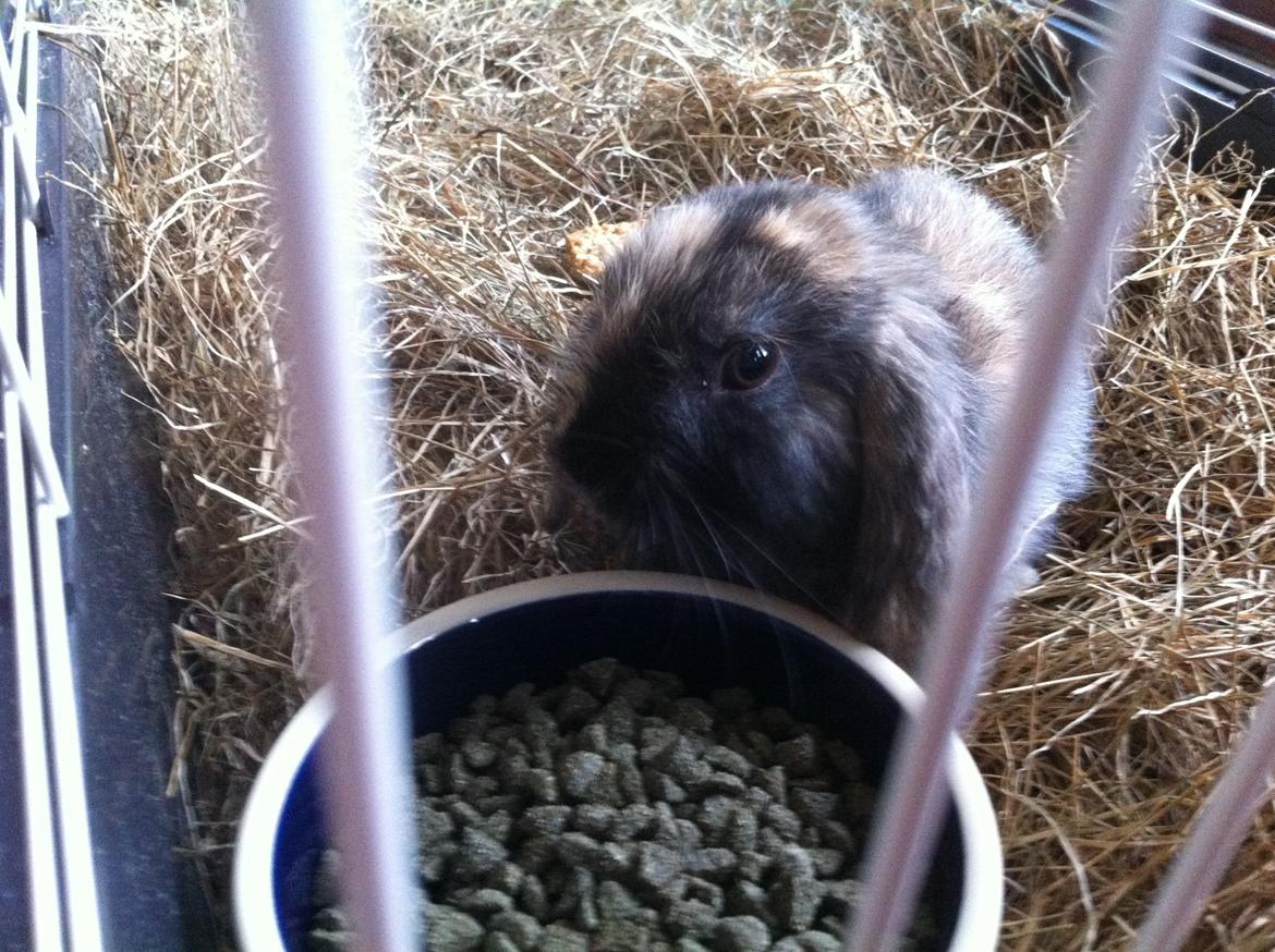 Kanin Musse billede 7