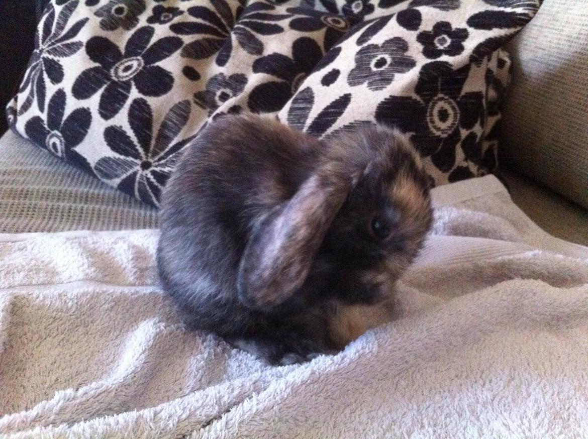 Kanin Musse billede 8