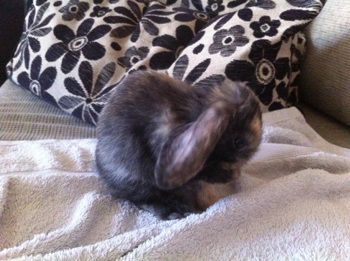 Kanin Musse billede 9