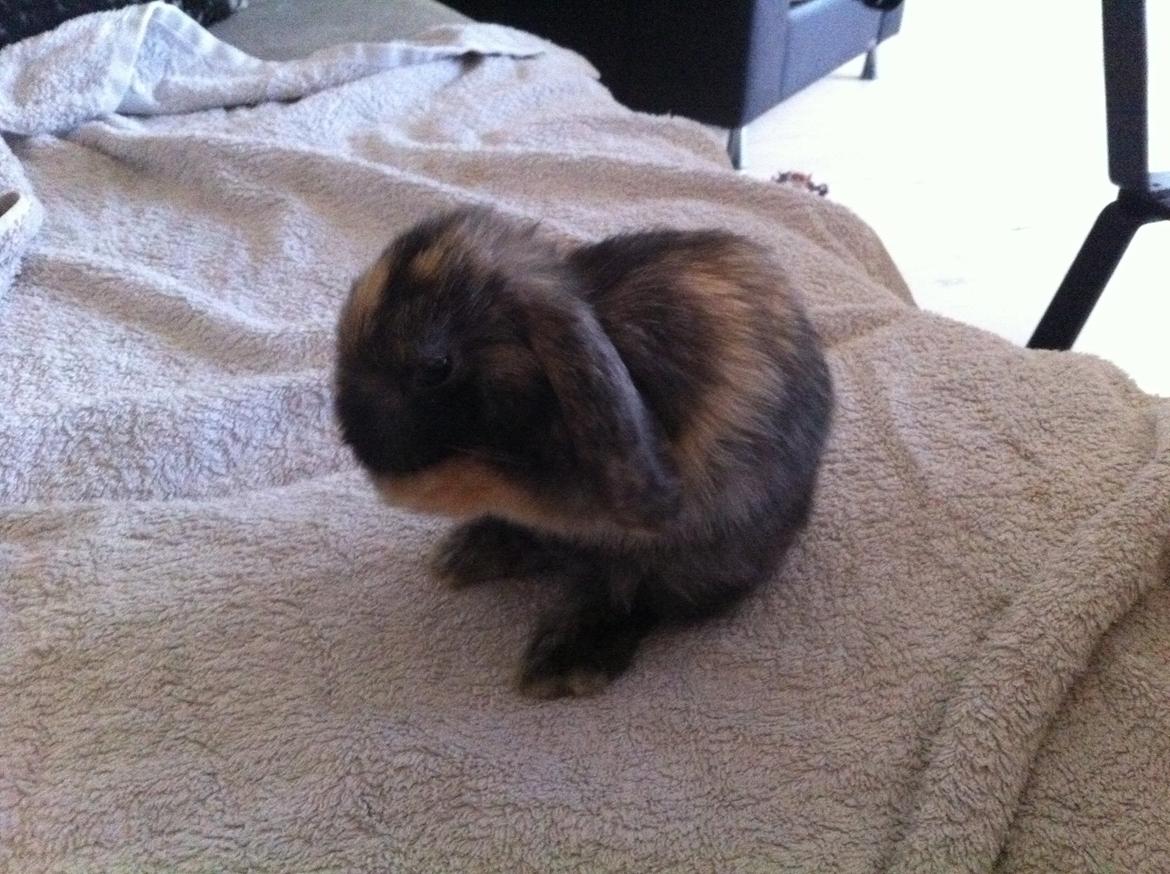 Kanin Musse billede 10