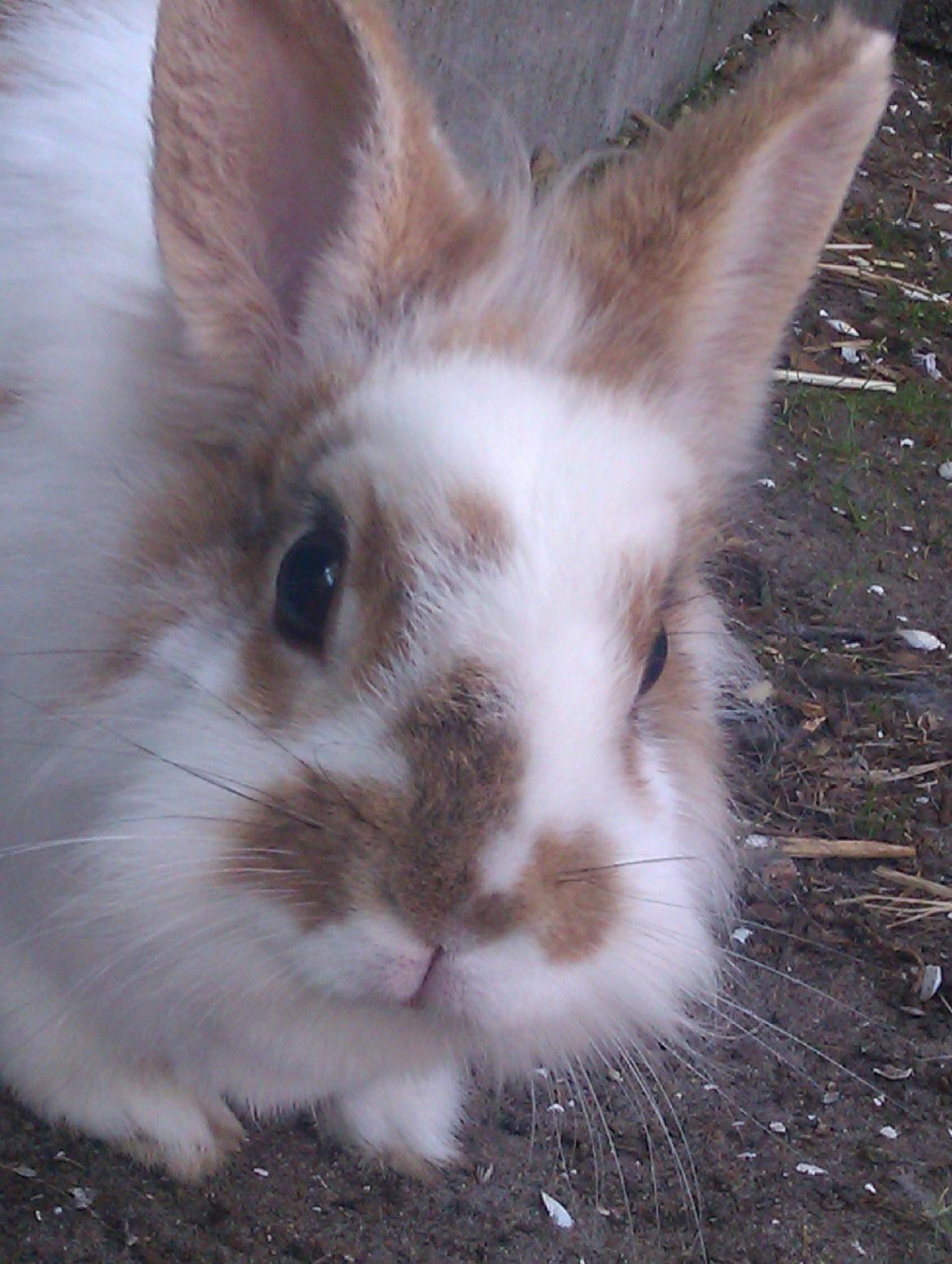 Kanin Ingemanns Misty. - Velkommen til Misty's profil! <3 billede 1