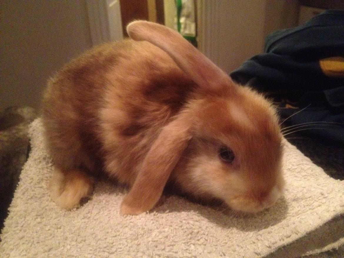 Kanin Stampes? .. - Satin rb DV billede 2