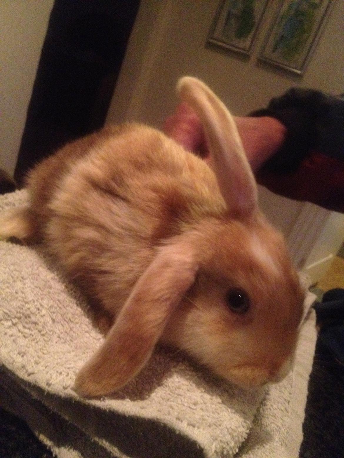 Kanin Stampes? .. - Satin rb DV billede 3