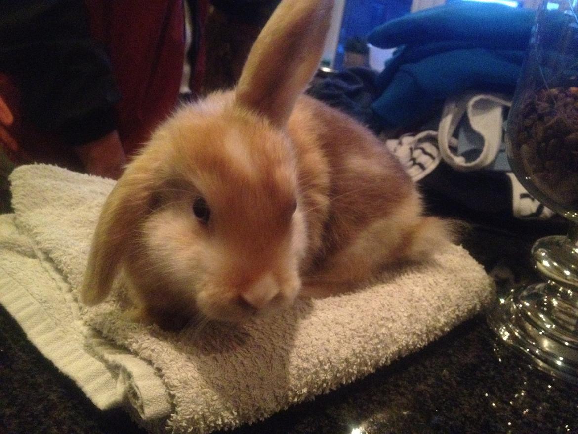 Kanin Stampes? .. - Satin rb DV billede 4