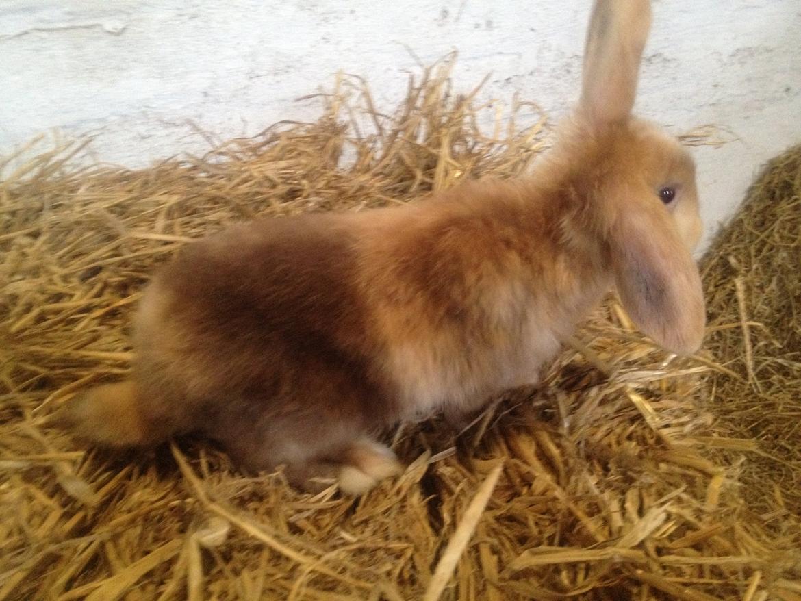 Kanin Stampes? .. - Satin rb DV billede 5