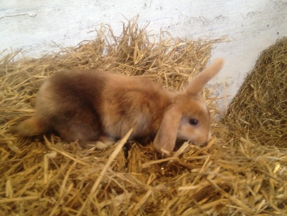 Kanin Stampes? .. - Satin rb DV billede 6