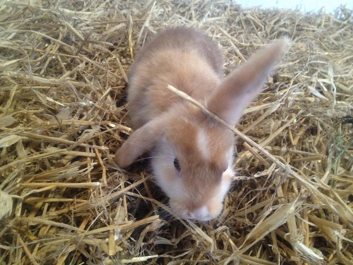 Kanin Stampes? .. - Satin rb DV billede 7