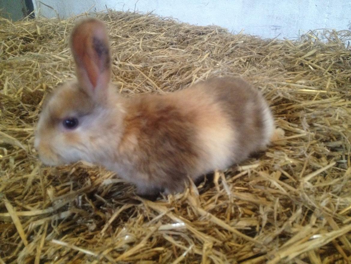 Kanin Stampes? .. - Satin rb DV billede 8