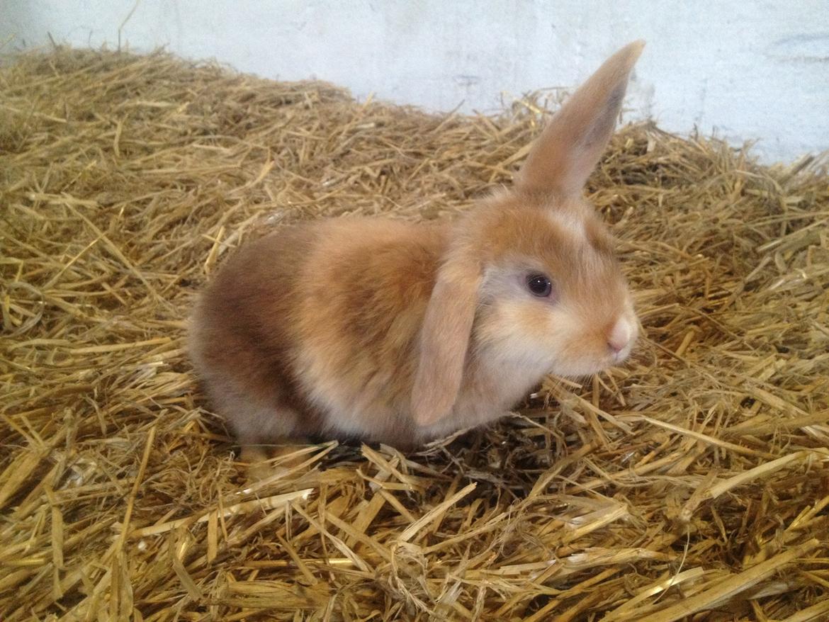 Kanin Stampes? .. - Satin rb DV billede 9