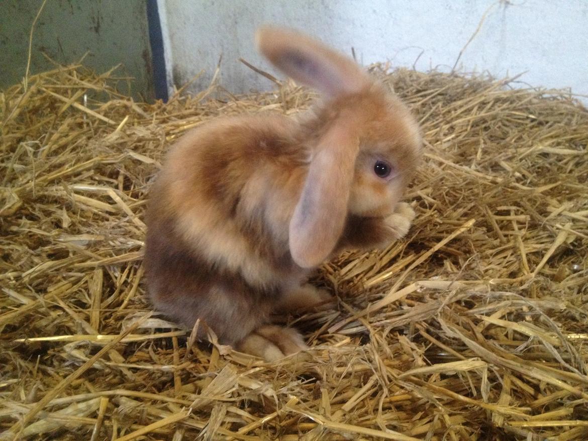 Kanin Stampes? .. - Satin rb DV billede 10