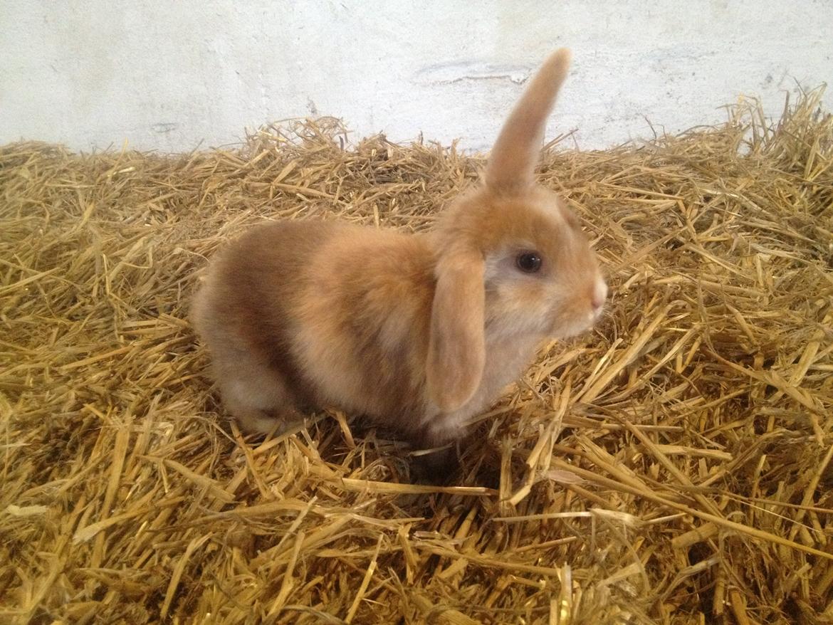 Kanin Stampes? .. - Satin rb DV billede 11