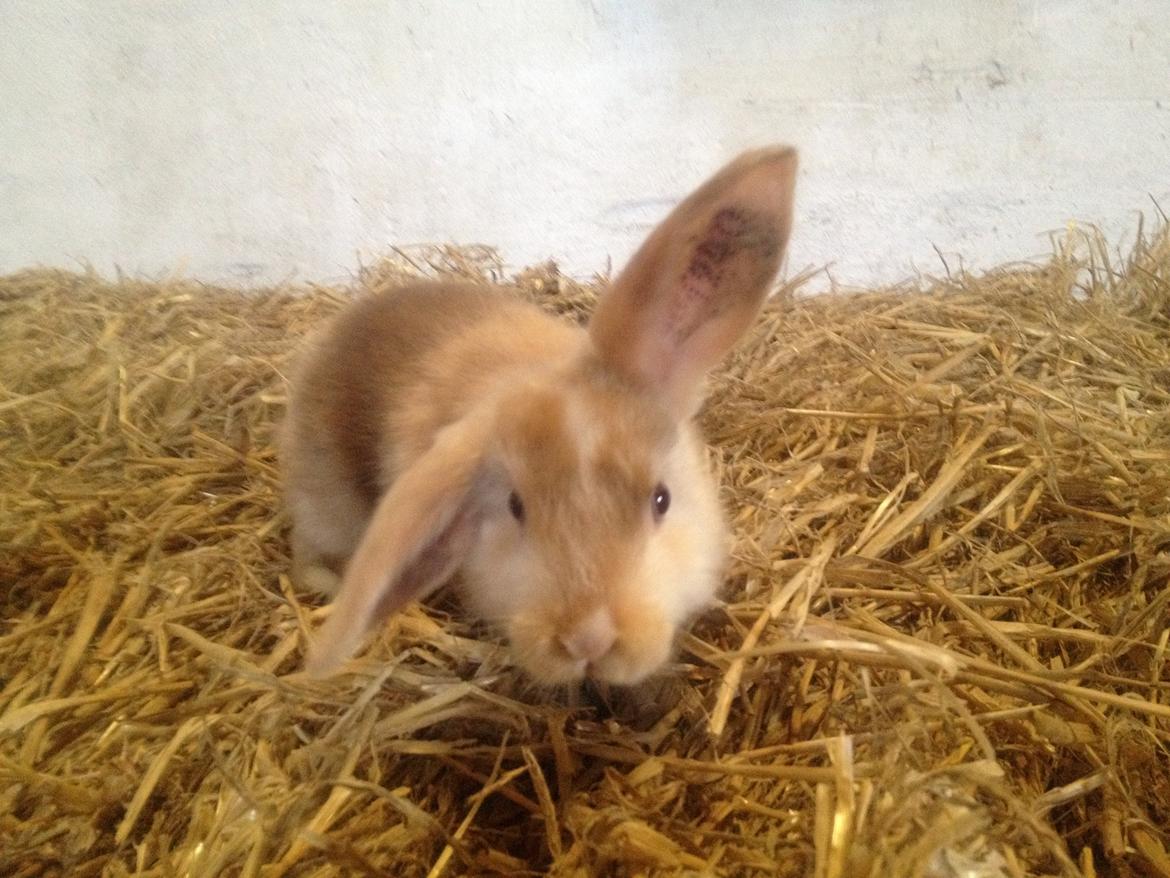 Kanin Stampes? .. - Satin rb DV billede 12