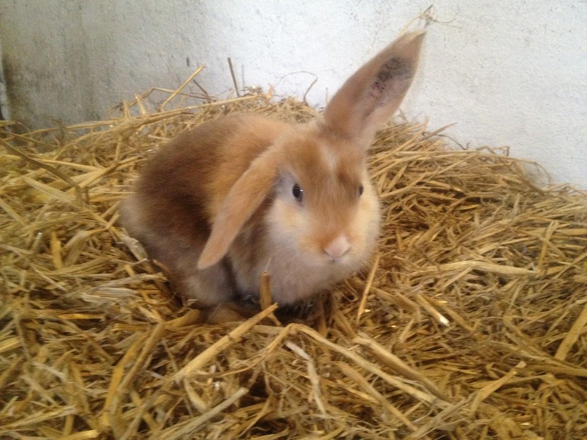 Kanin Stampes? .. - Satin rb DV billede 13