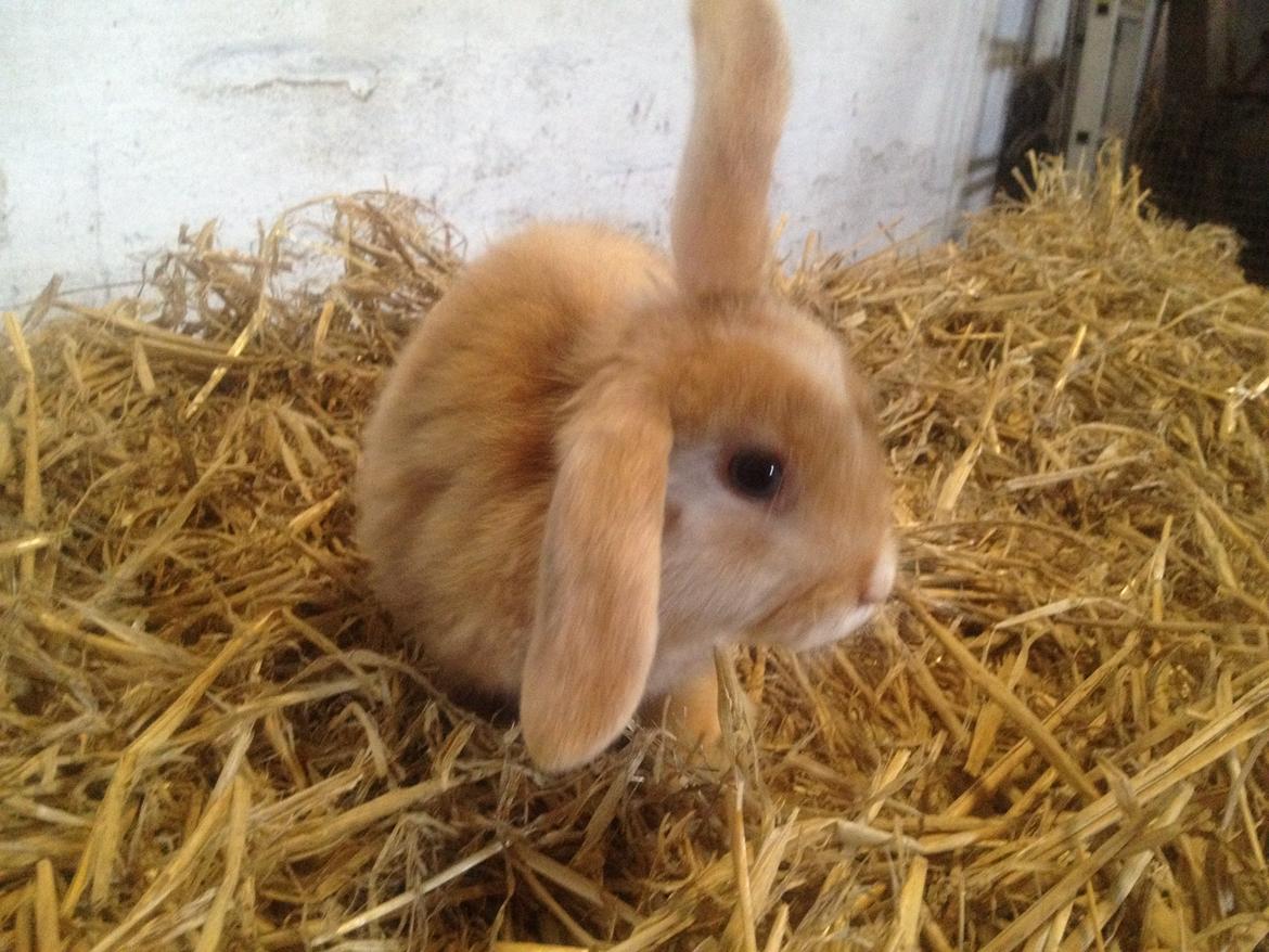 Kanin Stampes? .. - Satin rb DV billede 14